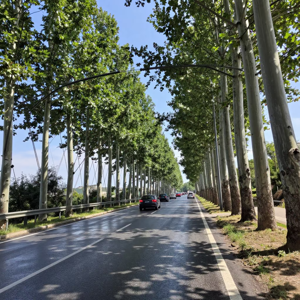 Flyover Forest Under Umbrian Bridge Span in under a cable-stayed bridge span in Umbria