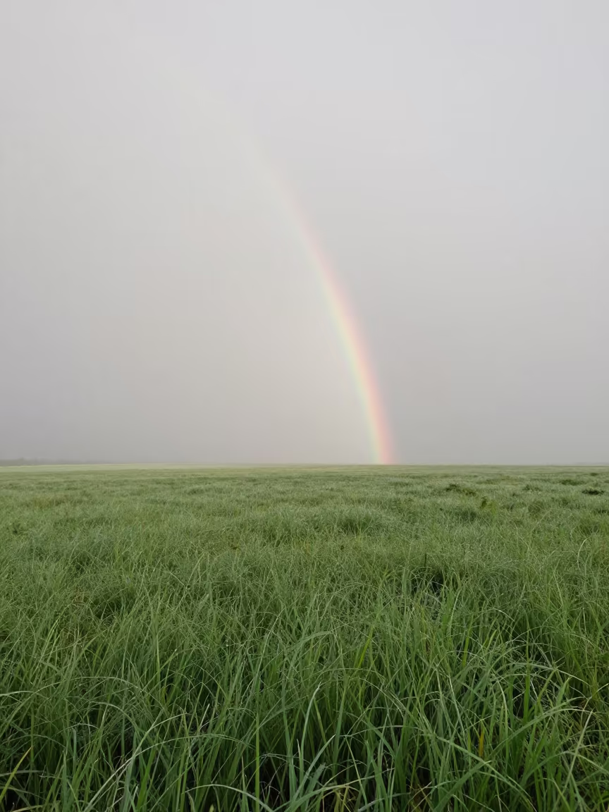 Fog Bow Over Dewy Meadow Tianjin in across a storm-bright plain near Tianjin
