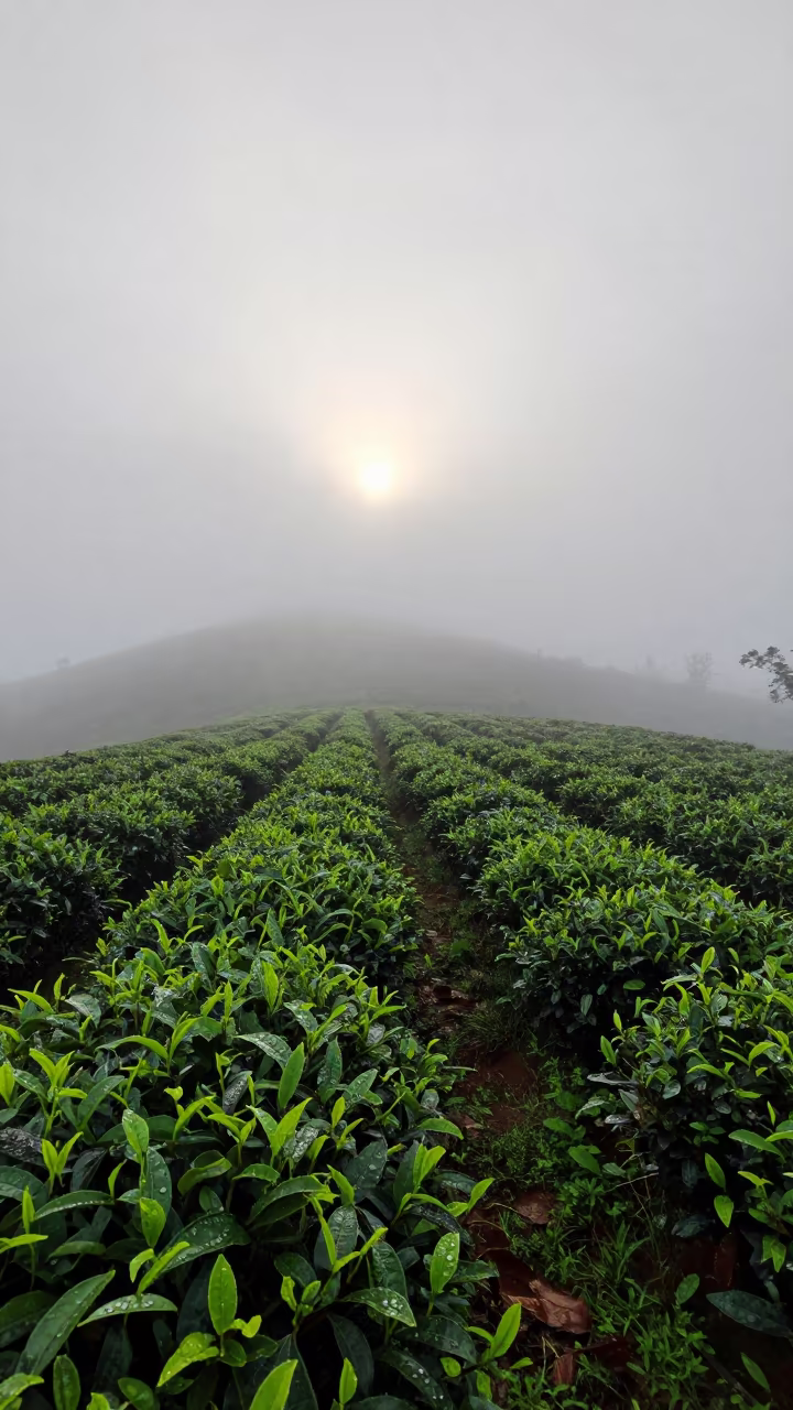 Fog Bow Over Kerala Tea Plantation at Dawn in at the edge of a tea plantation in Kerala