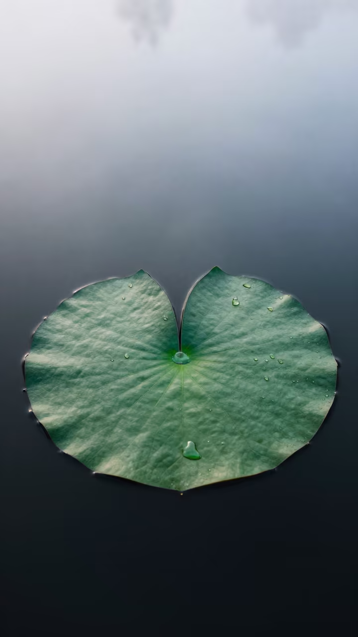 Fog Filtered Dawn Water Lily Leaf Ahmedabad in near Ahmedabad