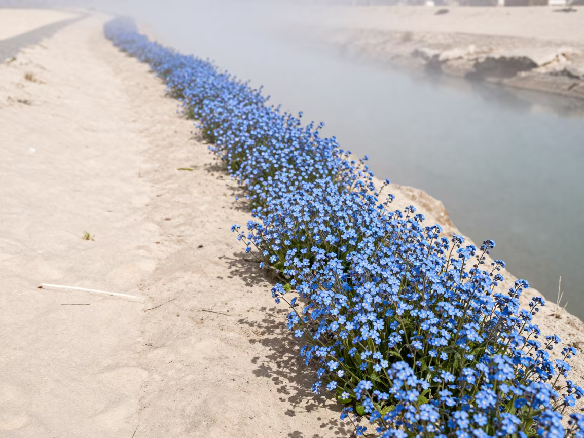 Forget-Me-Nots Along Qatar Stream Bank Midday in in Qatar