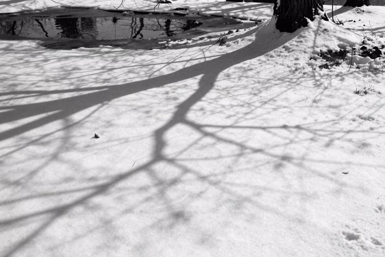 Fractal Branch Shadows on Snow at Suomenlinna in near Suomenlinna, Helsinki