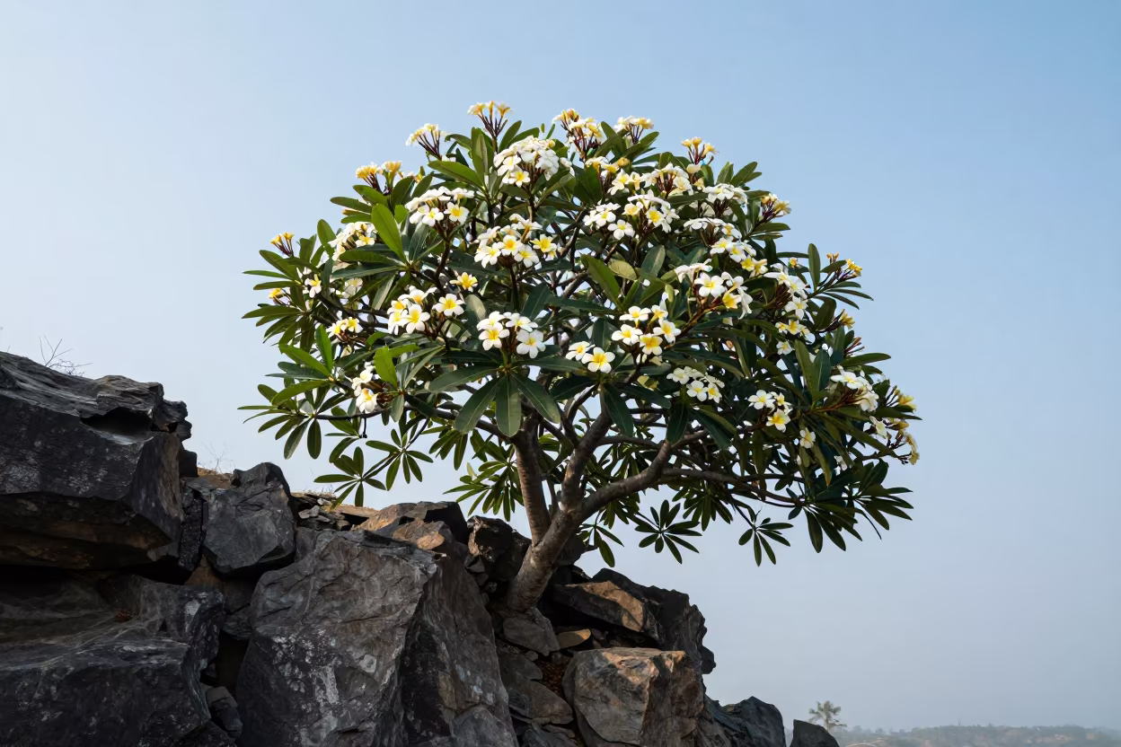Frangipani Blooms on Vietnam Cliff Edge at Dawn in along a salt-sprayed cliff edge in Vietnam