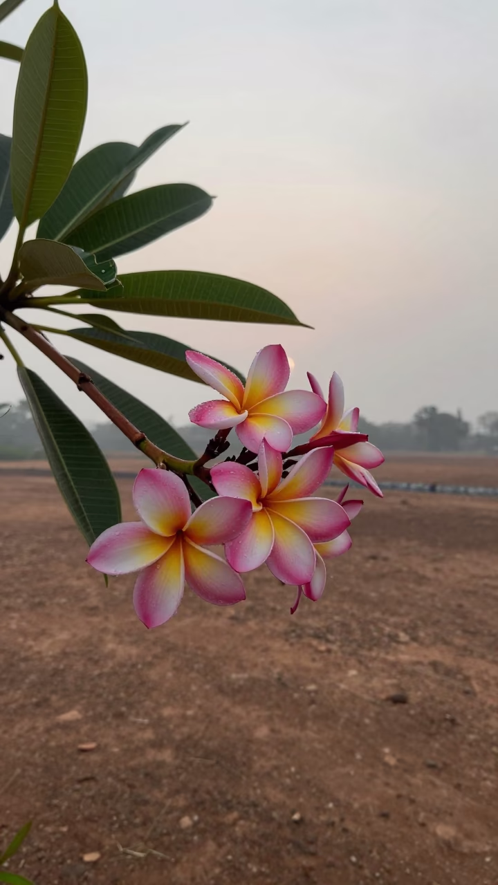 Pink and Yellow Frangipani Branch at Dawn in near Bhilai