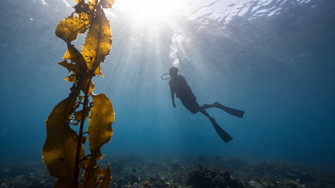Freediver Silhouette Through Kelp in Blue Hole in through a forest of kelp fronds in Australia