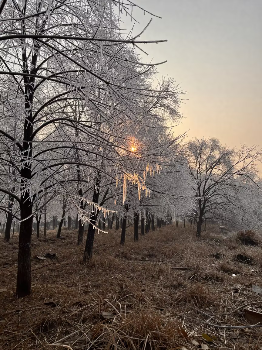 Freezing Rain Crystallizes Thai Forest at Golden Hour in in Thailand