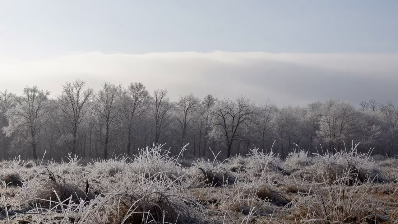 Freezing Rain Crystals on Manisa Forest Under Noon in over a horizon of stacked thunderheads near Manisa
