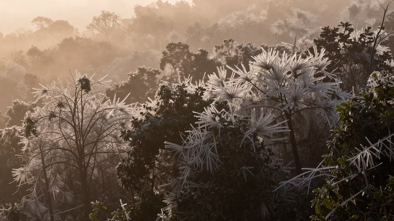 Freezing Rain Crystals on Venezuelan Forest at Sunset in through low marine fog in Venezuela