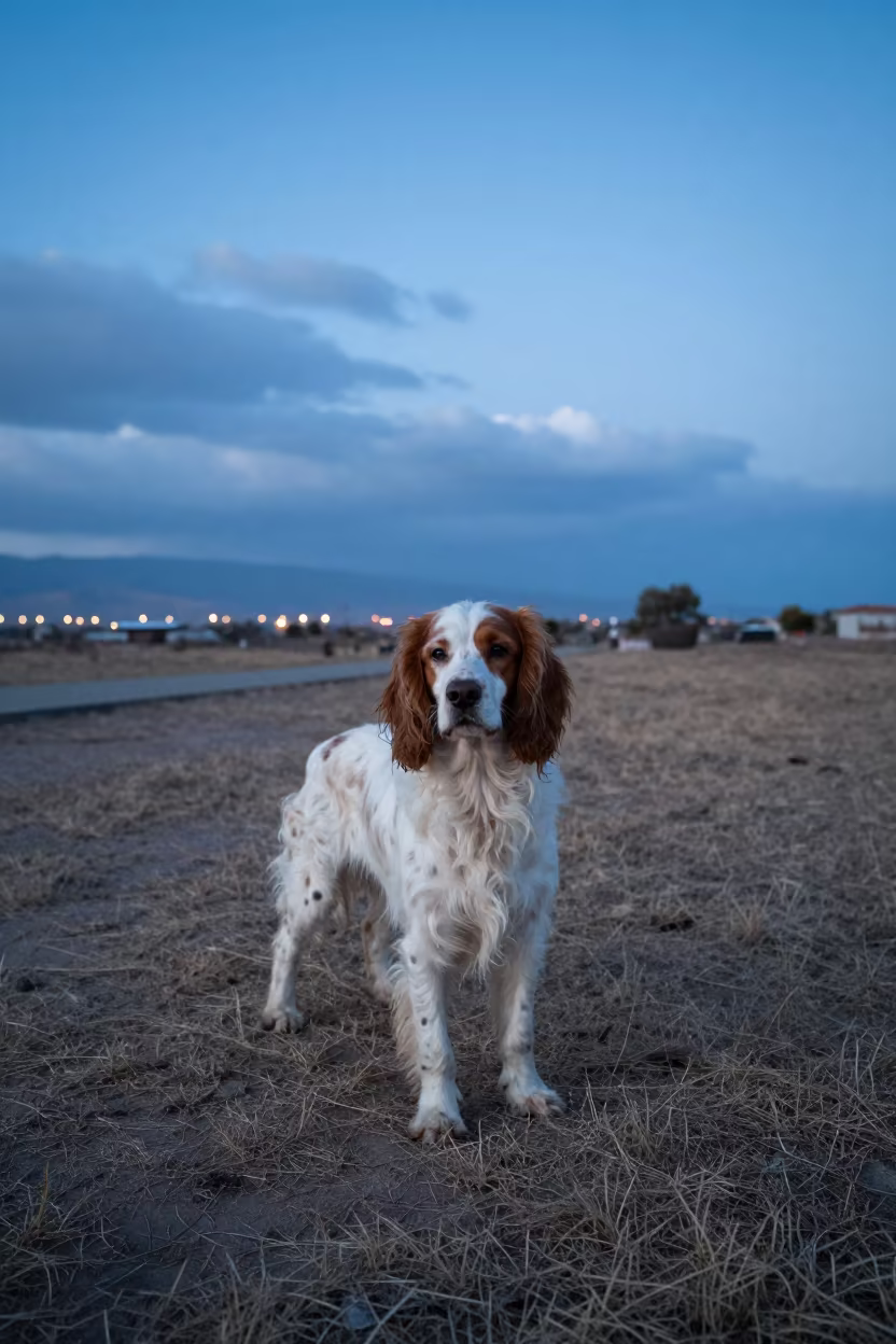 French Spaniel in El Alto Twilight Yard in along a quiet park path with soft open shade and a clean background near El Alto