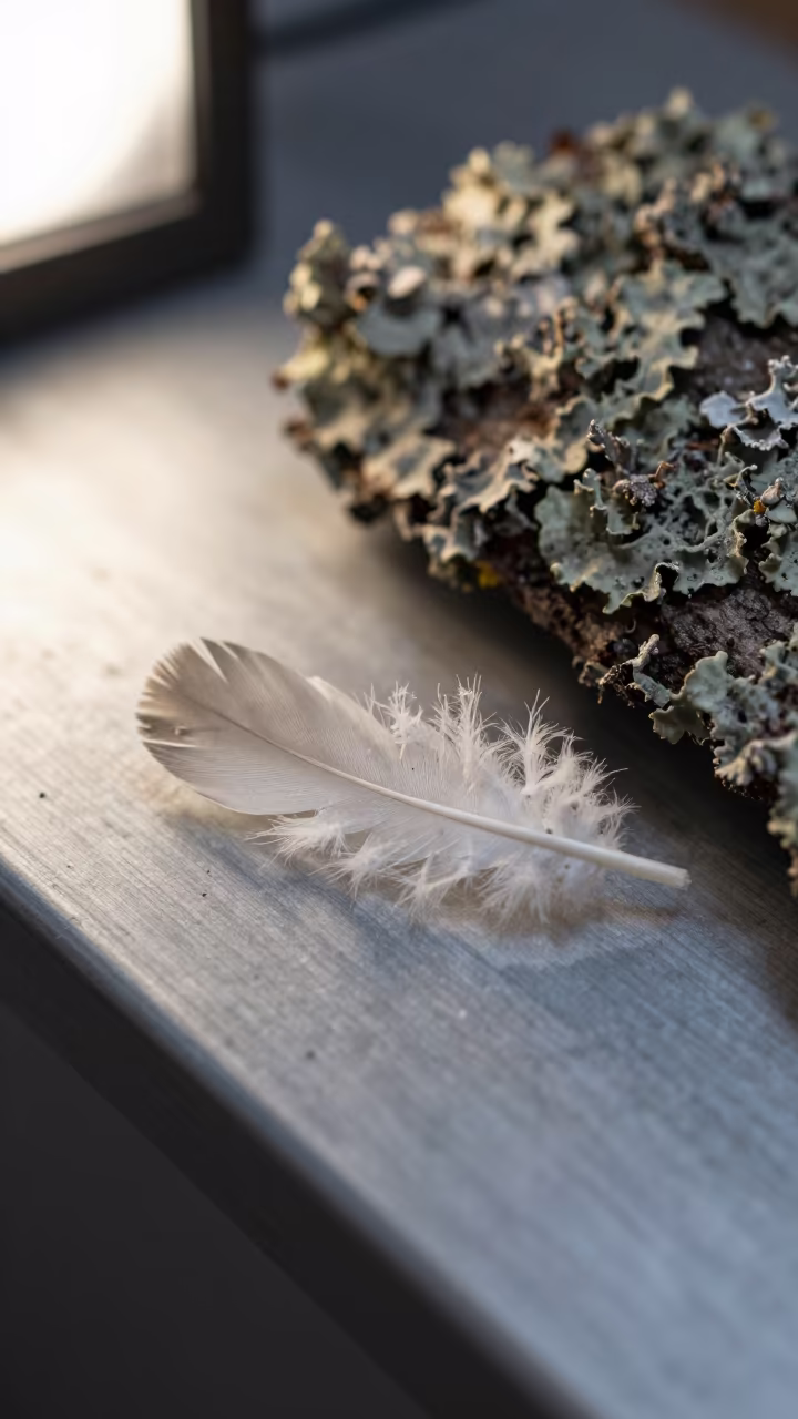 Frost Feathers on Steel Near Aydın in on lichen-covered bark near Aydın