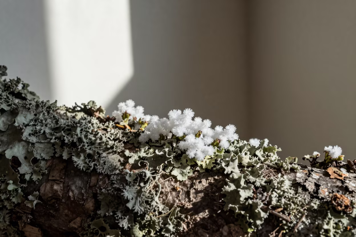 Frost Flowers on Lichen Bark Noon Light in on lichen-covered bark in Tromsø