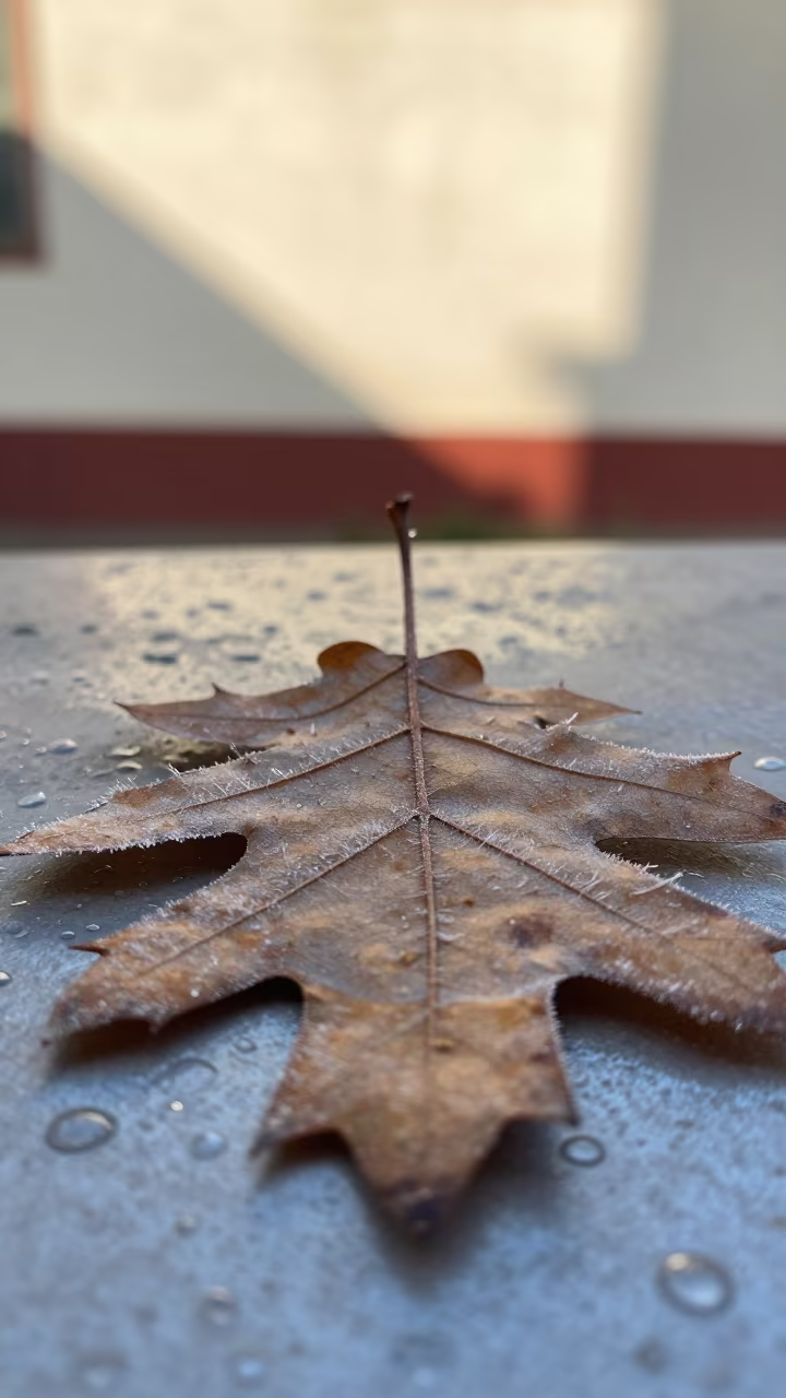 Frost Needles on Oak Leaf in Jalandhar in across a rain-beaded metal surface in Jalandhar