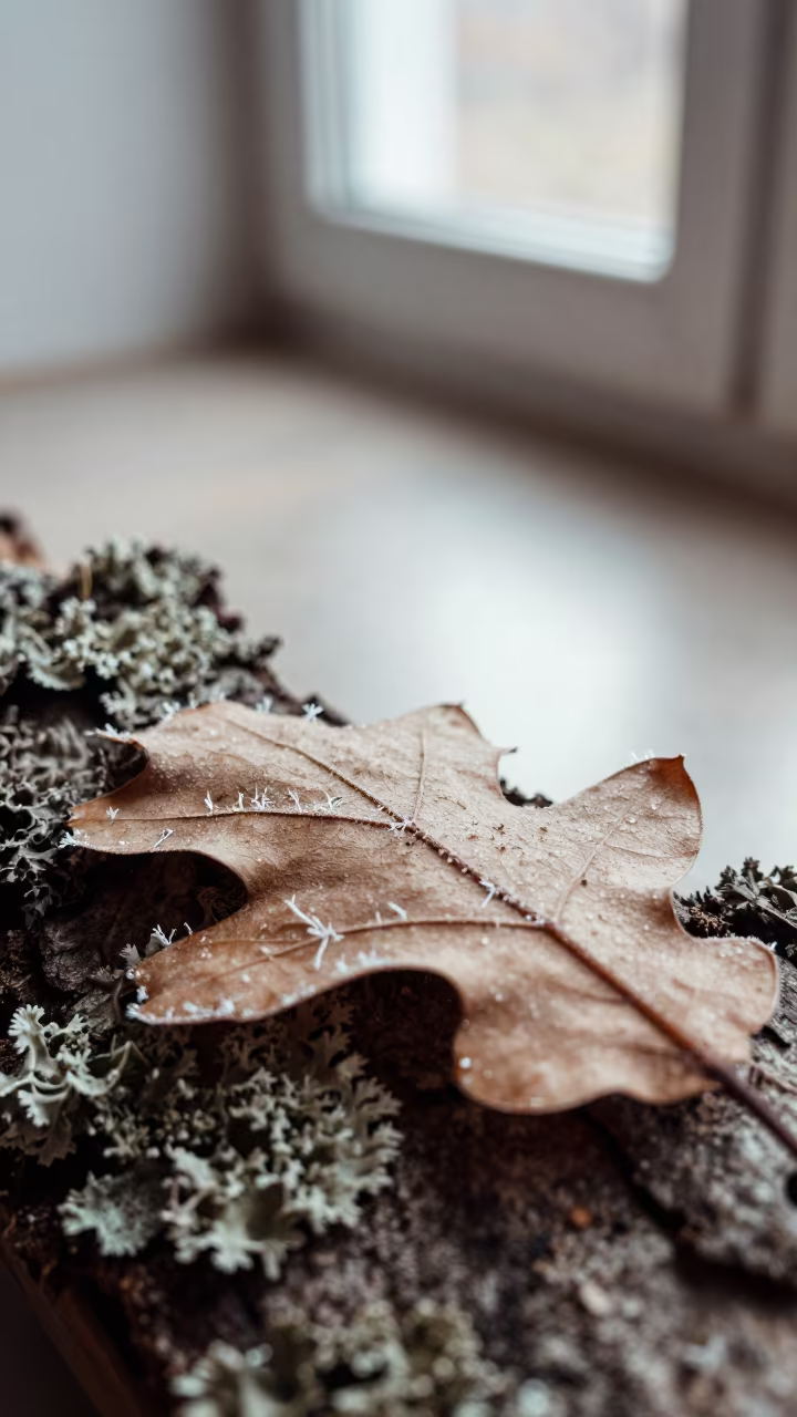 Frost Needles on Oak Leaf in North Light in on lichen-covered bark in 6th of October