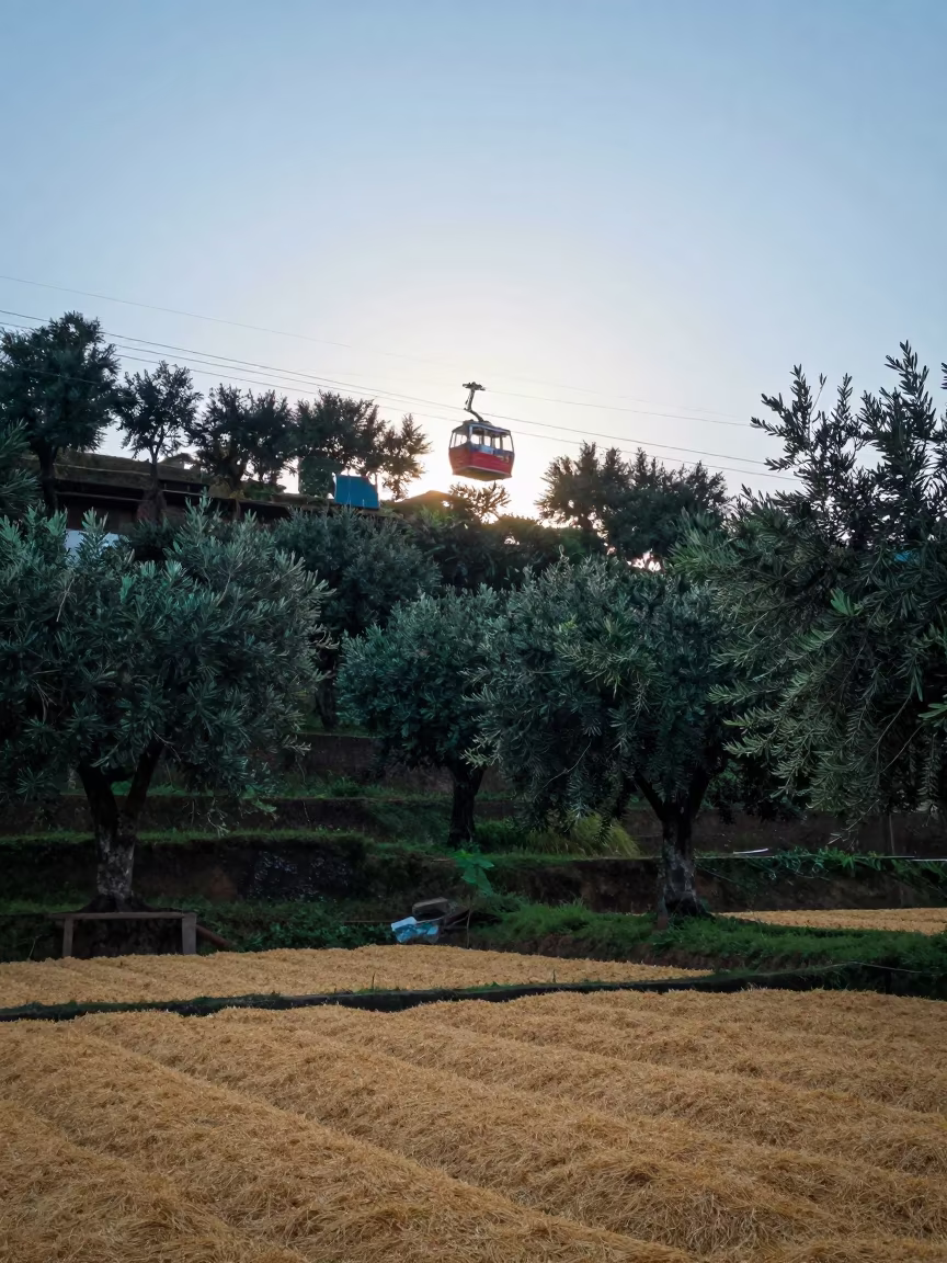 Funicular Climbing Olive Groves Before Sunrise in across a harvested grain field near Kota Kinabalu