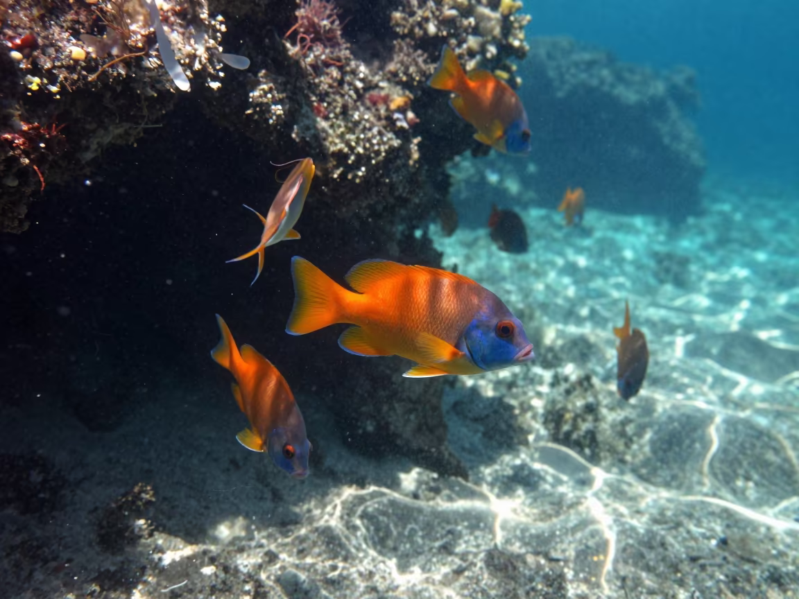 Fusilier School Streaming Along Zanzibar Reef Drop in beside a volcanic reef overhang near Zanzibar