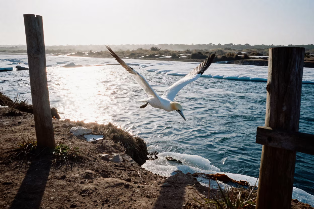 Gannet Diving Glacial Stream Bamako Afternoon in above a glacial stream near Bamako