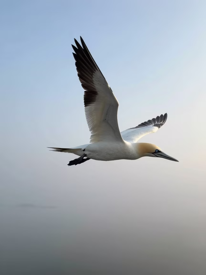 Gannet Diving Into Morning Fog at Sunrise in in Bihar