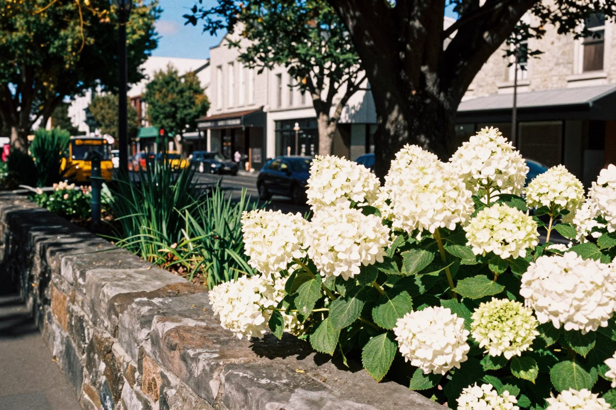 Garden in Christchurch at Flat Noon Light in in Christchurch, New Zealand