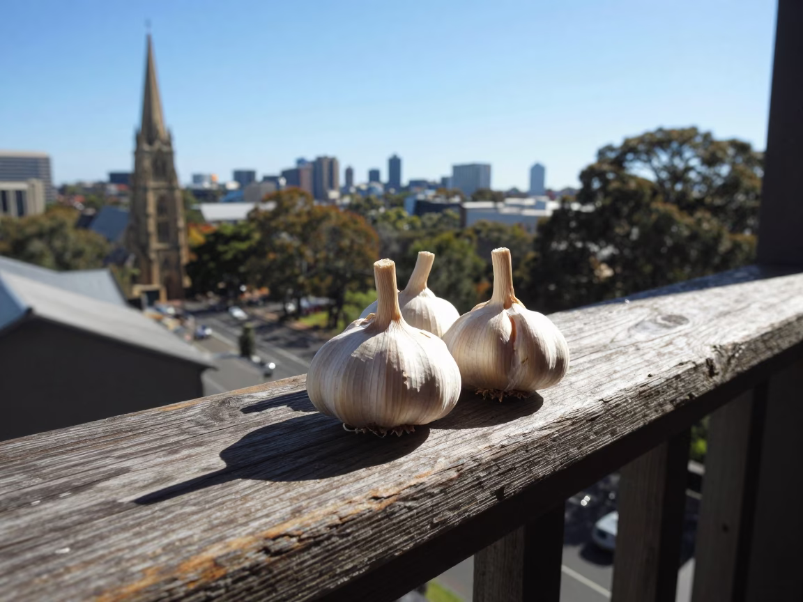 Garlic Bulbs in Adelaide in in Adelaide, Australia