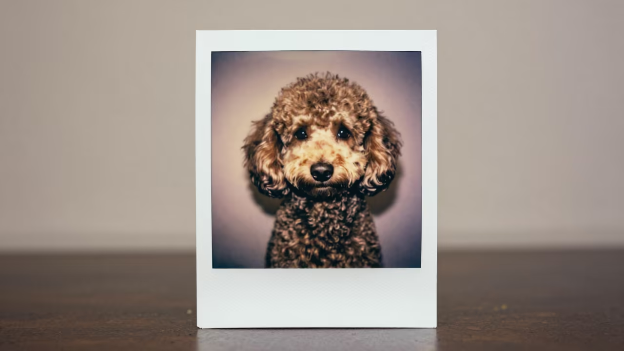 Gaziantep Poodle Portrait in Warm Indoor Light in beside a plain plaster wall in soft indoor light with the animal centered in frame in Gaziantep