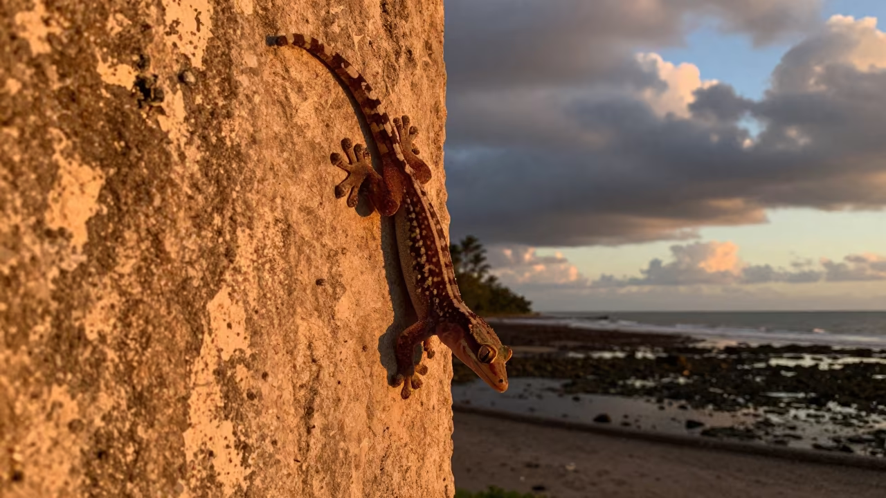 Gecko in Amber Sunset Light Brazil in beside a tidal inlet in Brazil
