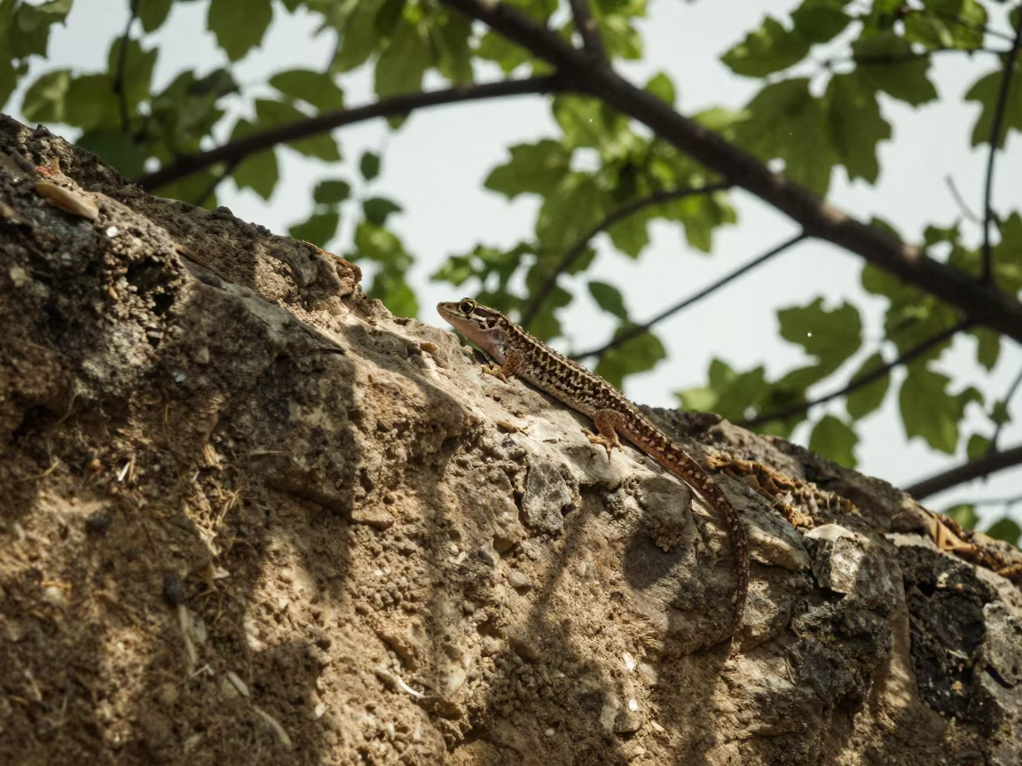 Gecko on Ridge Wall in Late Spring Sun Shower in on a wind-scoured ridge near Diyarbakir