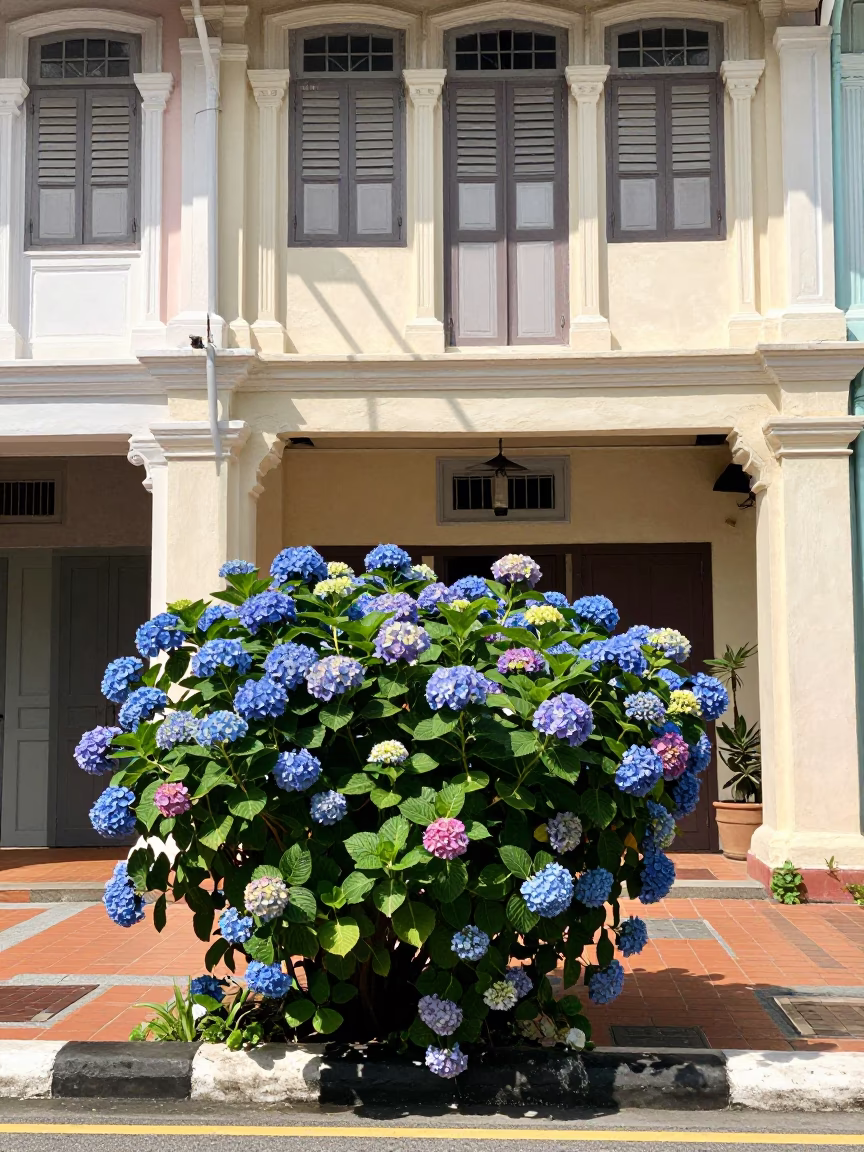 George Town Malaysia Street Scene Noon Hydrangea Bush and Shophouse Facade in in George Town, Malaysia
