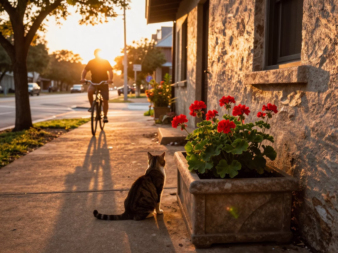 Geraniums in Austin at Golden Hour in in Austin, Texas, United States