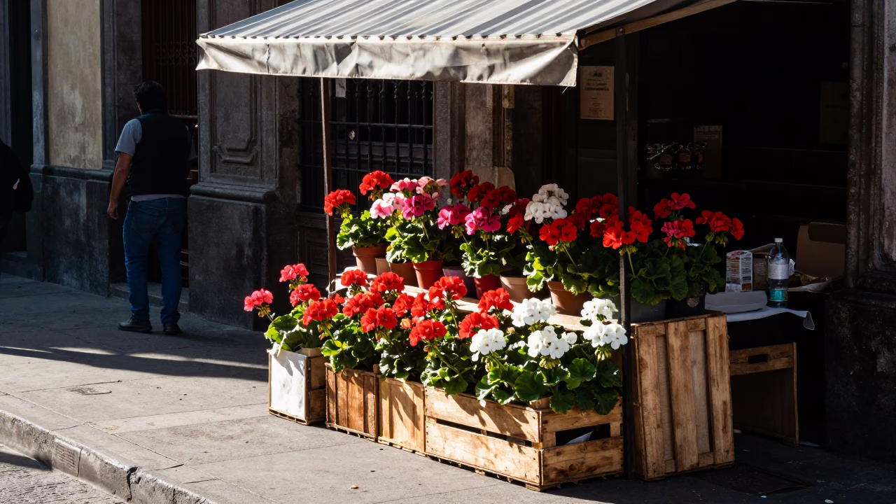 Geraniums in Mexico City at Late Morning Light in in Mexico City, Mexico