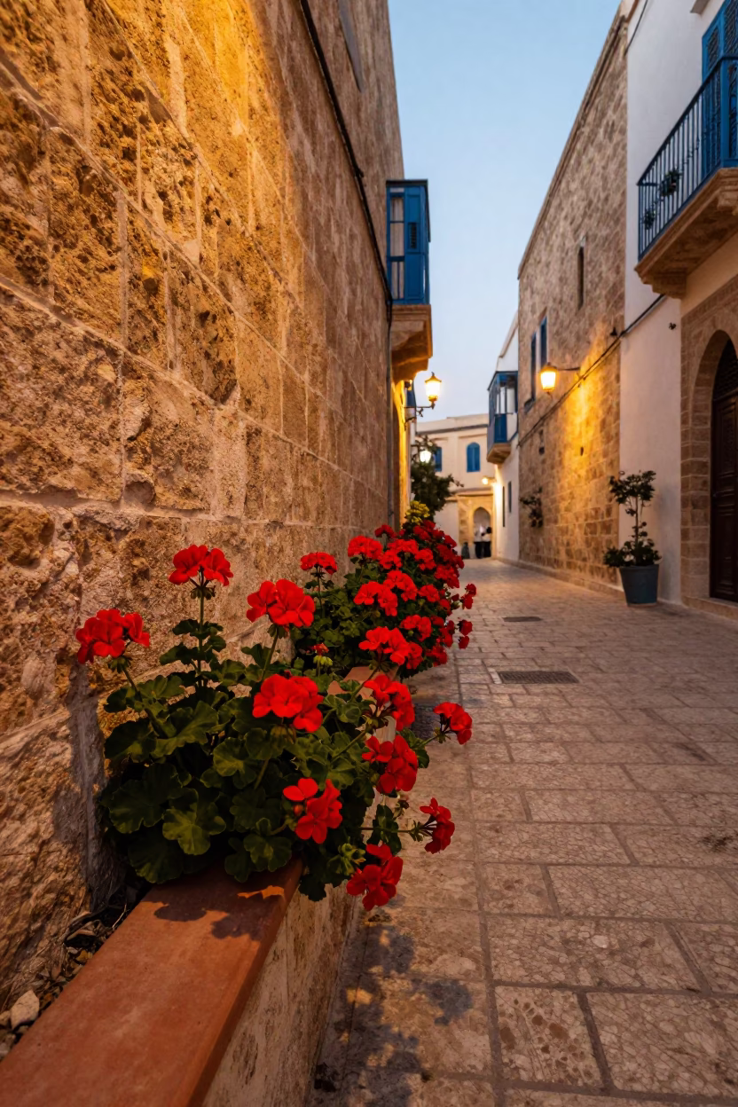 Geraniums in Tunis at Evening Light in in Tunis, Tunisia