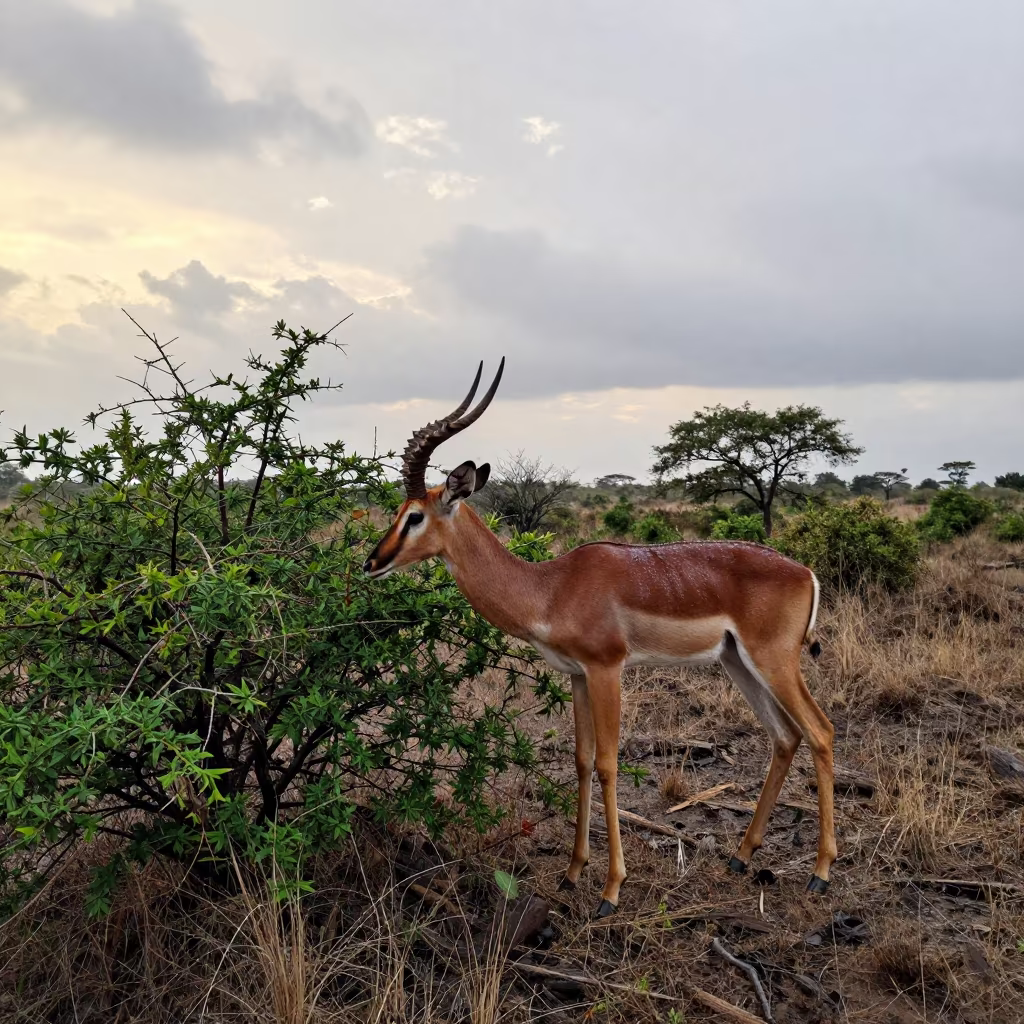 Gerenuk Browsing Thorn Bush on Borneo Ridge in on a wind-scoured ridge in Borneo
