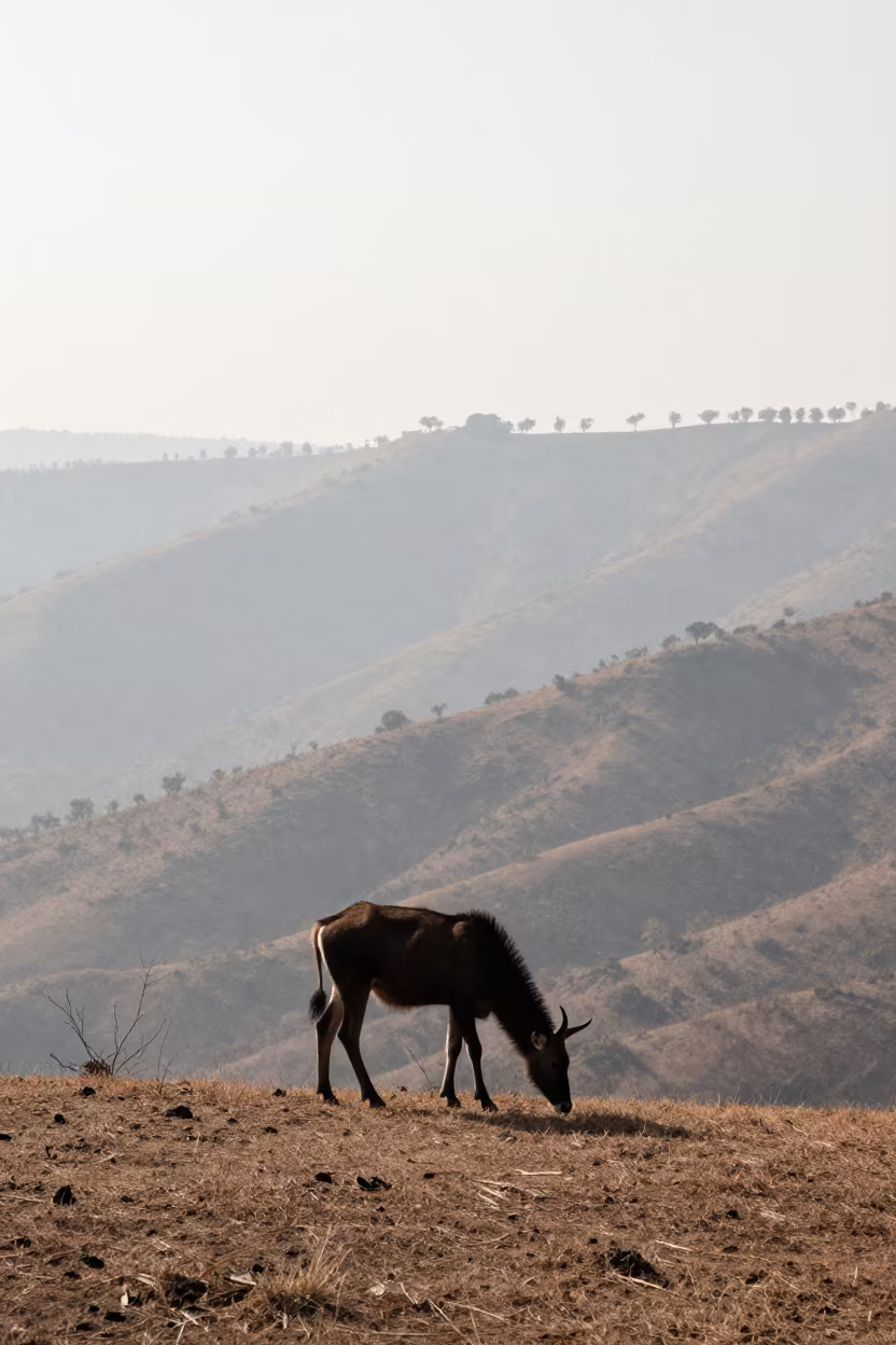 Gerenuk Silhouette on Wind-Scoured Ridge at Noon in on a wind-scoured ridge in Tripura