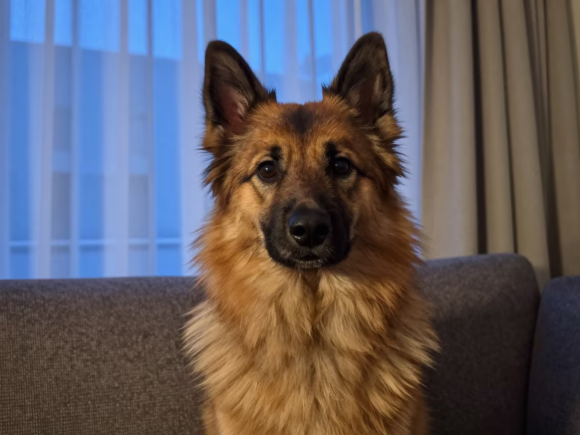 German Spitz Portrait Near Curtained Window in on a sofa near a curtained window with calm indoor light in Bareilly