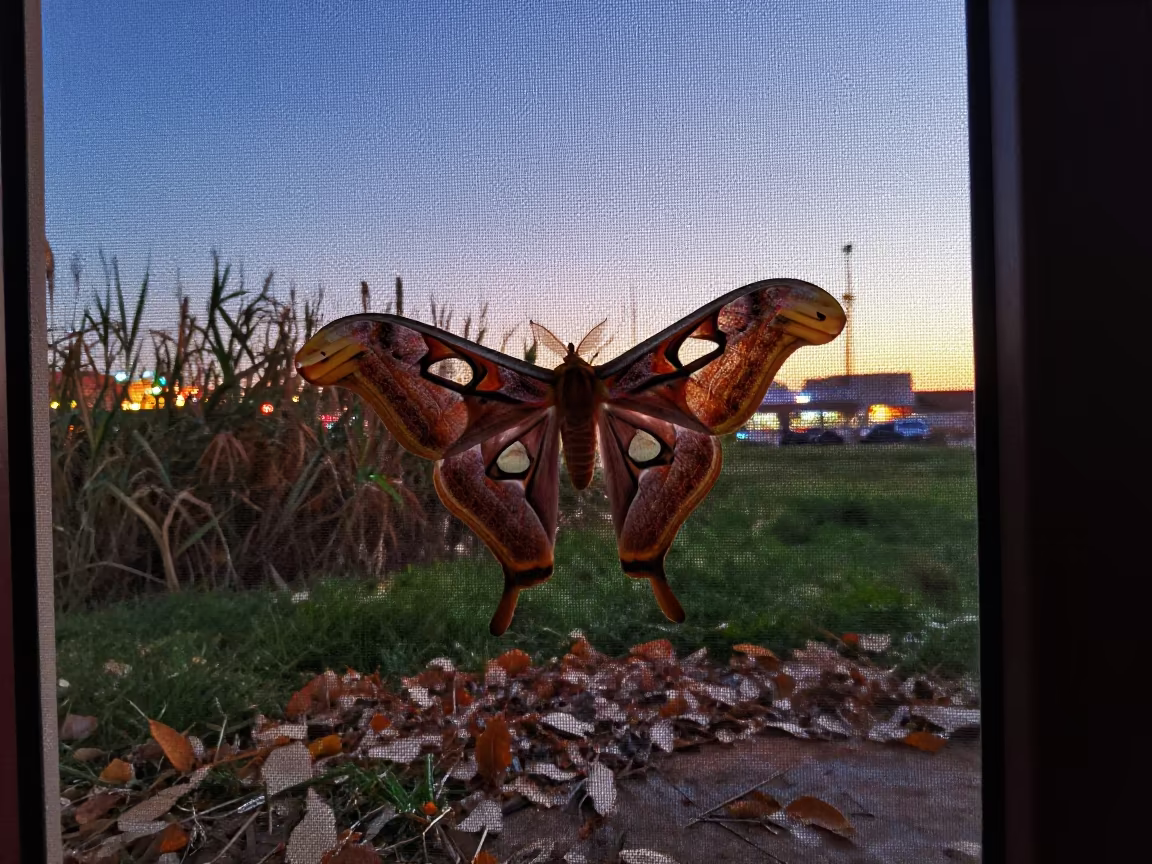 Silhouette of Giant Silk Moth on Screen Door at Dusk in at the edge of a reed bed near Kenitra