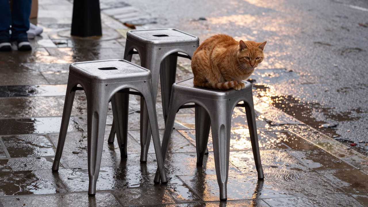 Ginger Cat and Metal Stools on Wet Liverpool Pavement After Rain in in Liverpool, United Kingdom