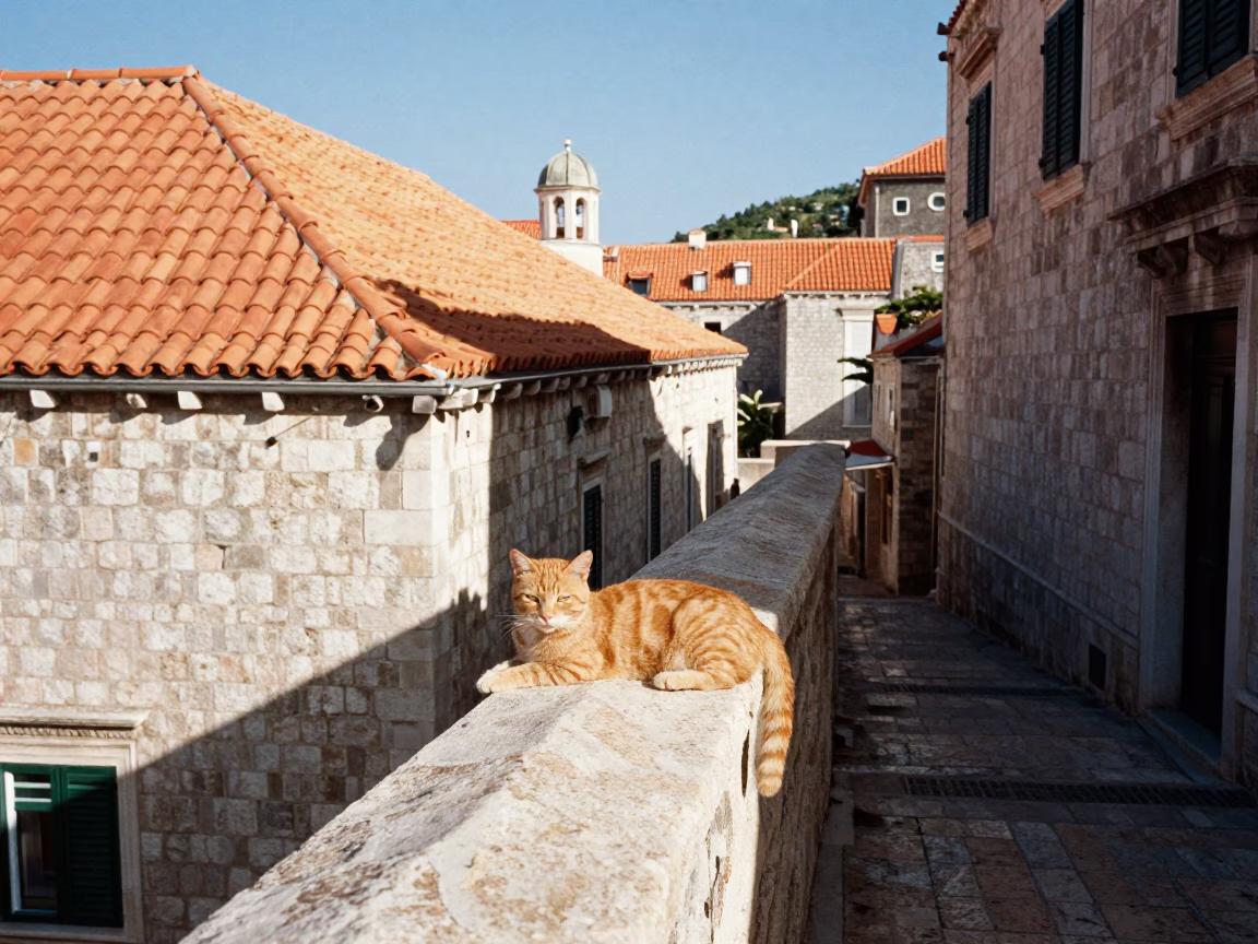Ginger Cat in Dubrovnik in in Dubrovnik, Croatia