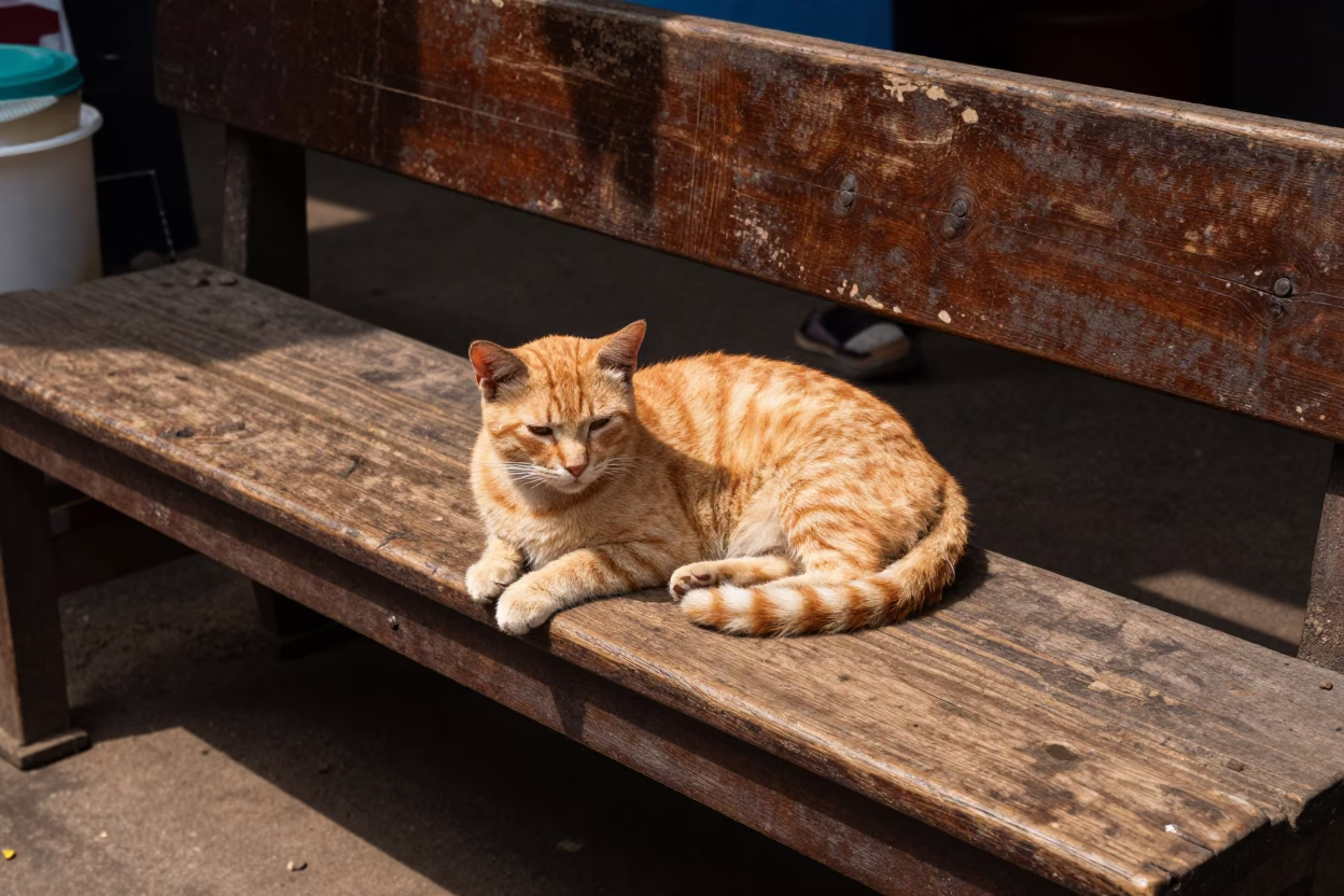 Ginger Cat in Mumbai in in Mumbai, India