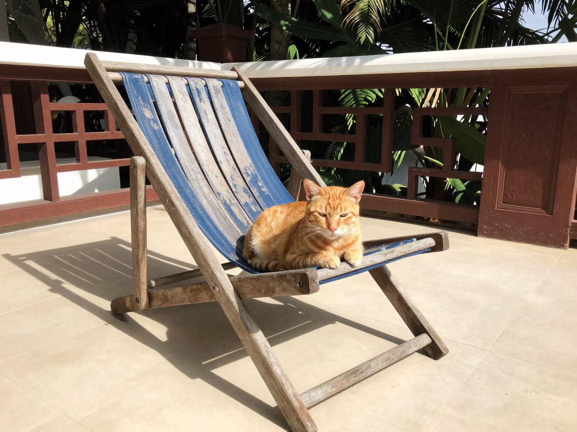 Ginger Cat in Phuket in in Phuket, Thailand