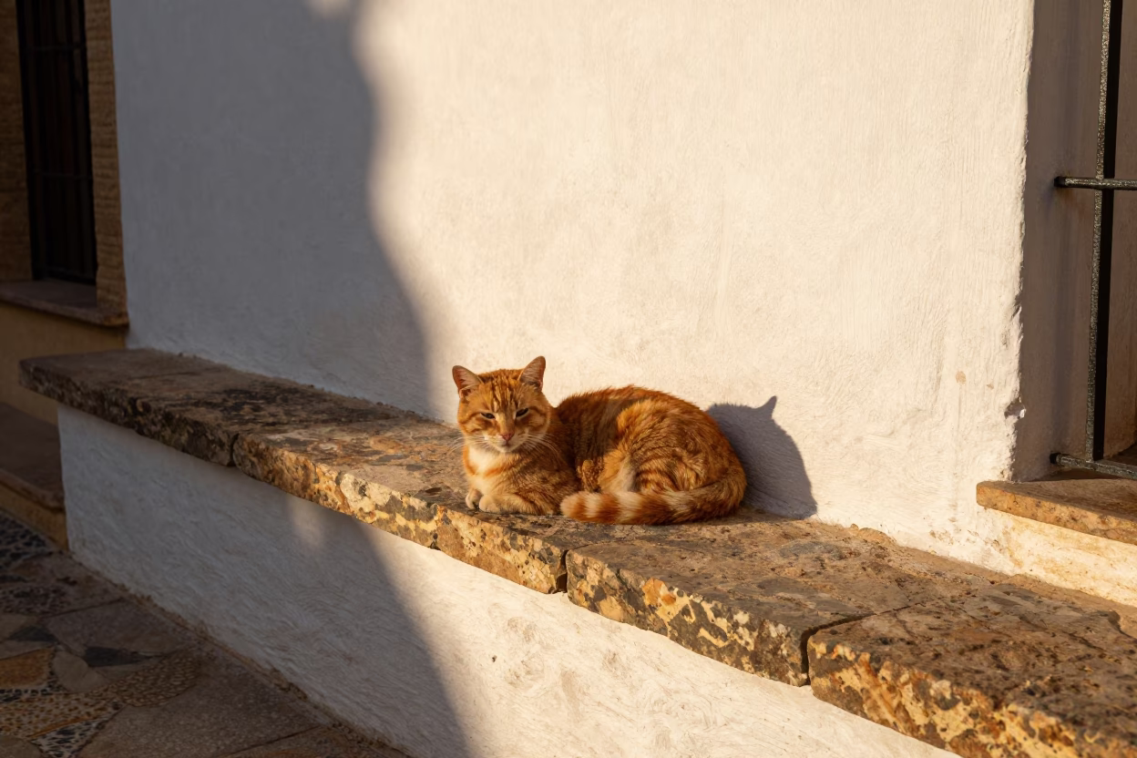 Ginger Cat in Seville in in Seville, Spain