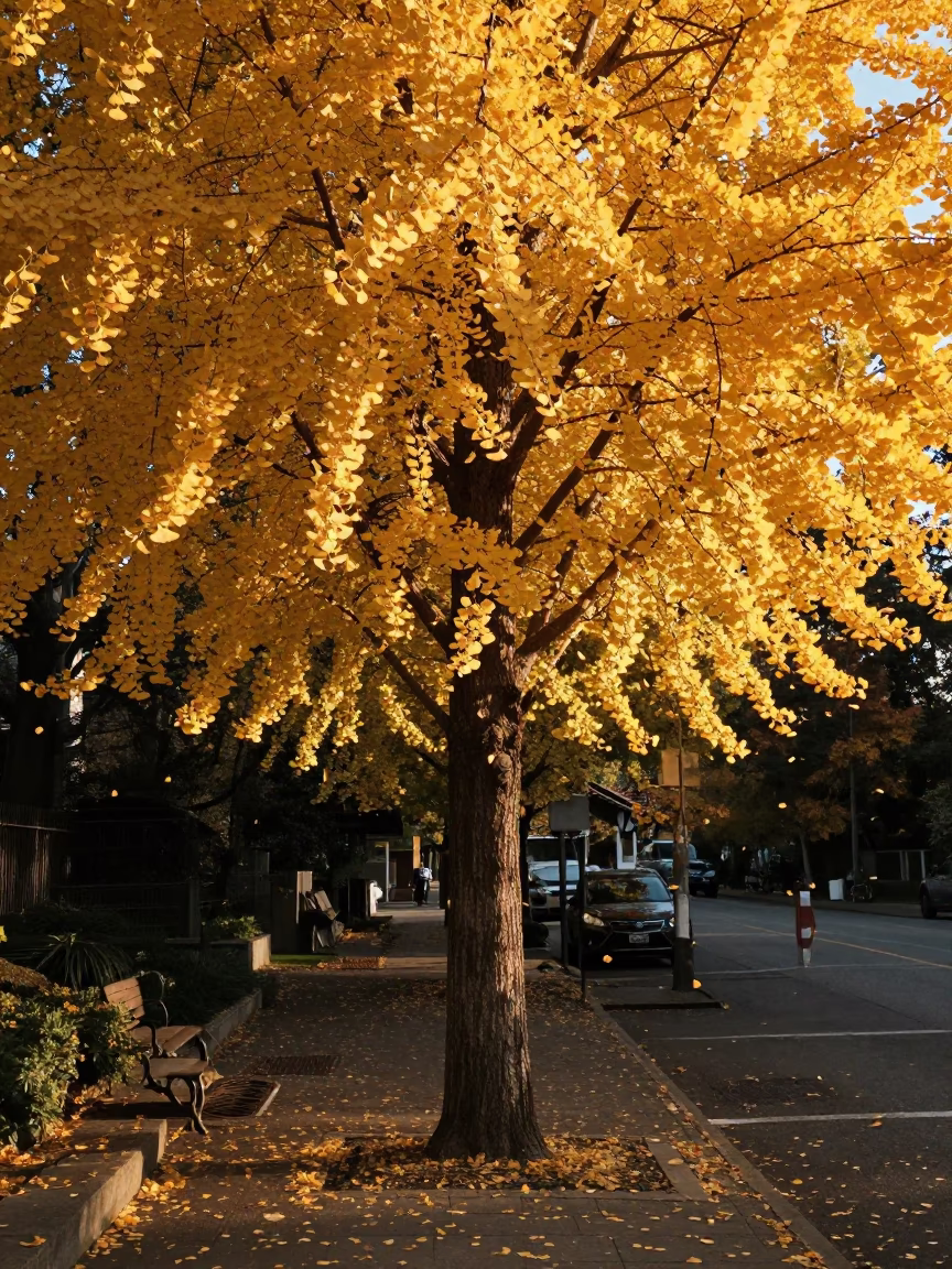 Ginkgo Tree Dropping Golden Leaves in Honeyed Evening Light Seattle Washington Street Scene in in Seattle, Washington, United States
