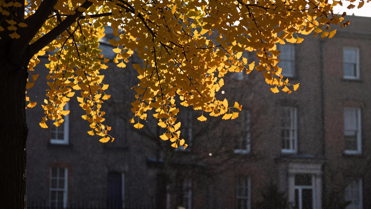 Ginkgo Tree Dropping Leaves in Dublin Dusk in near Georgian Quarter, Dublin