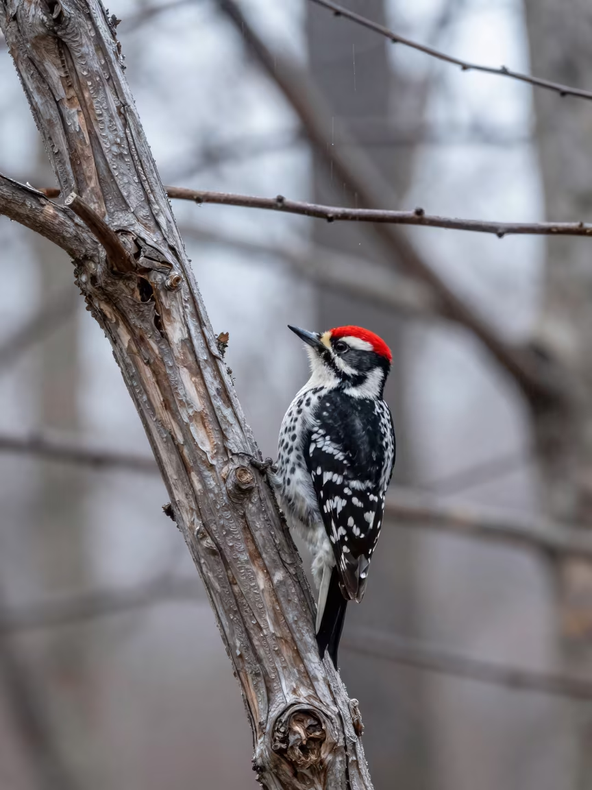 Glass Tree Woodpecker in Winter Ohio Rain in in Ohio