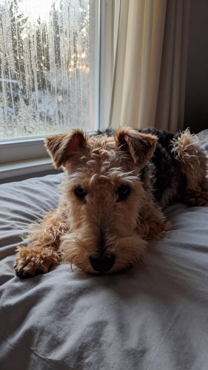Glen of Imaal Terrier Resting on Bedspread at Dawn in on a bedspread near a bright window with calm indoor light in Mwanza