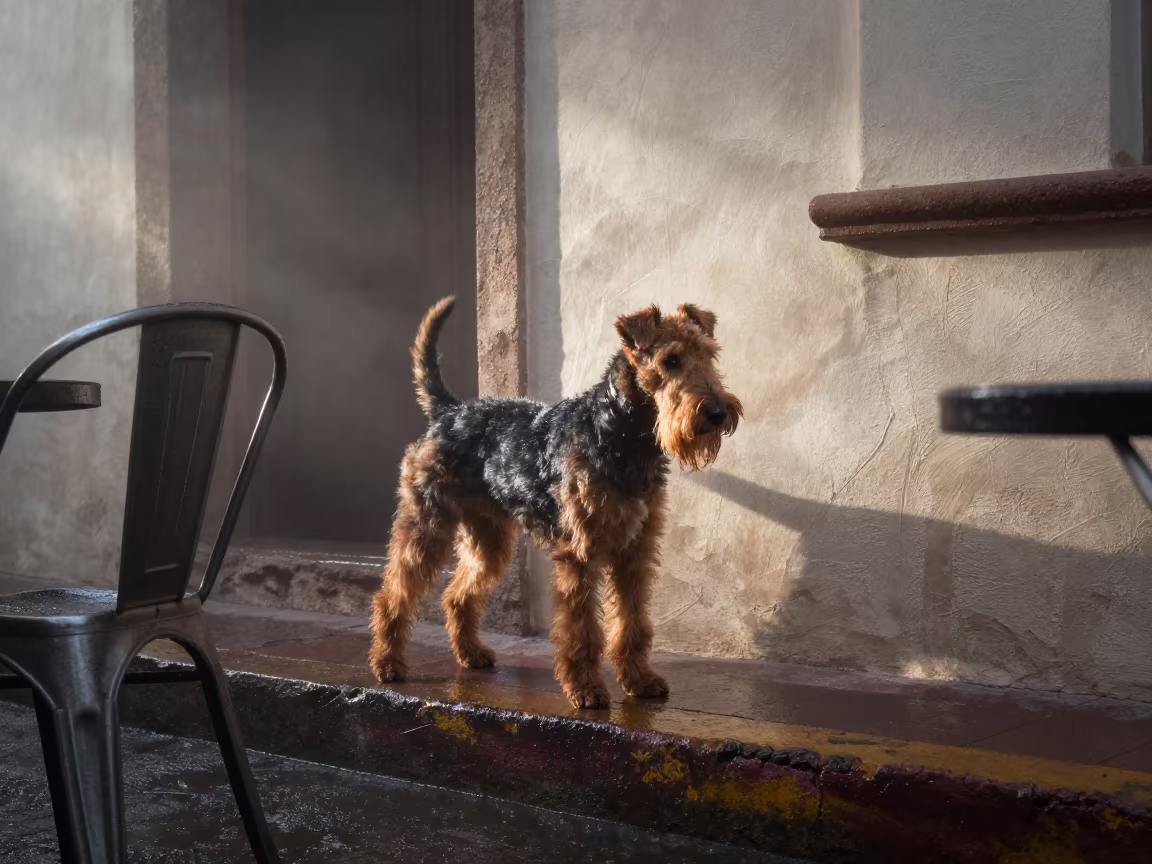 Glen of Imaal Terrier Silhouette at Mazatlan Curb in beside a plain courtyard wall in clear daylight with the animal at eye level near Mazatlan