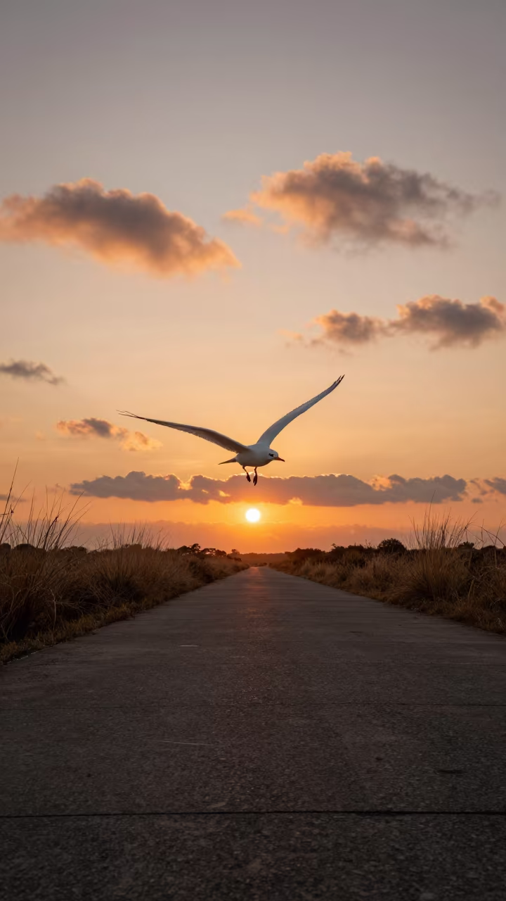 Glider Banking in Golden Sunset Overcauseway in on a wind-open causeway in Ecuador