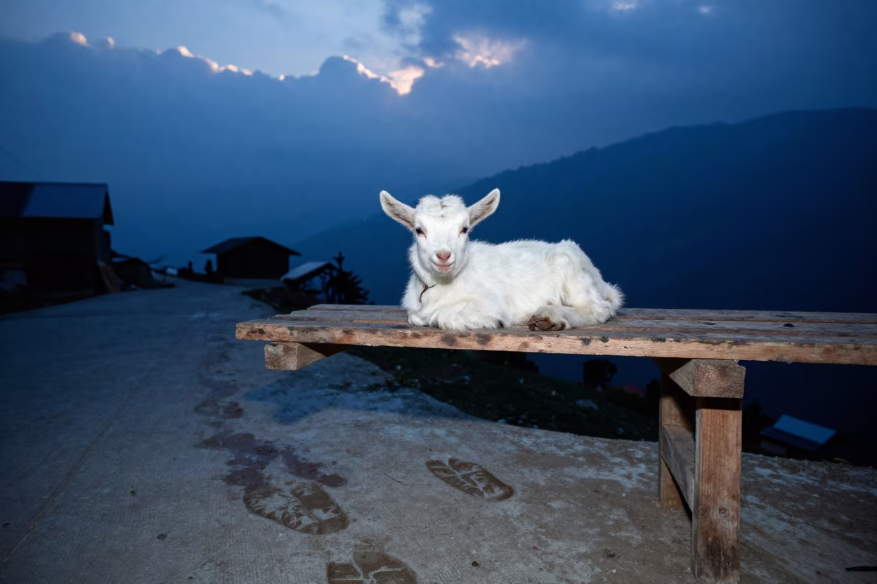 Goat Kidding Kit Shelf Wet Concrete Evening in along a feedlot lane in Uttarakhand