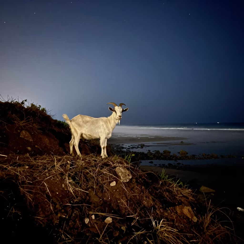 Goat on Steep Hillside Under Starlight in beside a tidal inlet near Bandar Lampung