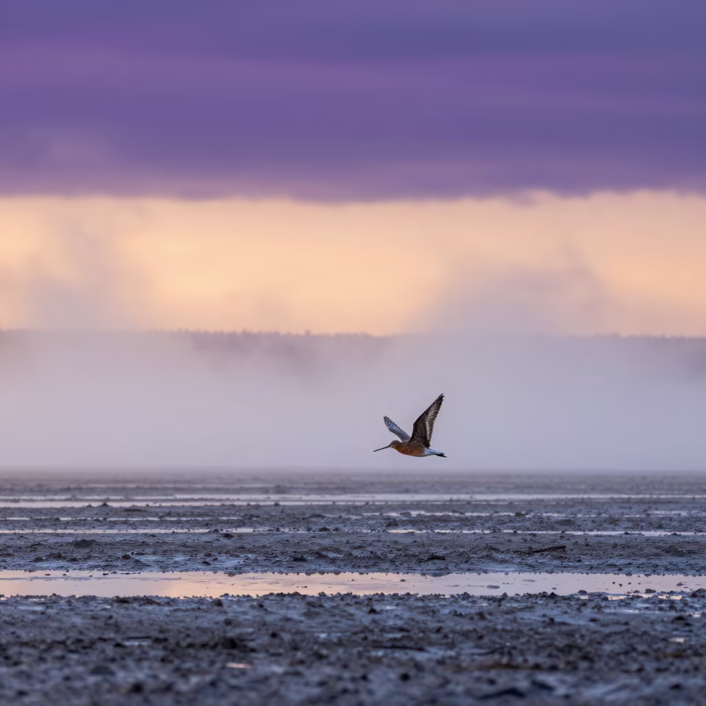 Godwit Flies Above Yukon Mist Line in in Yukon