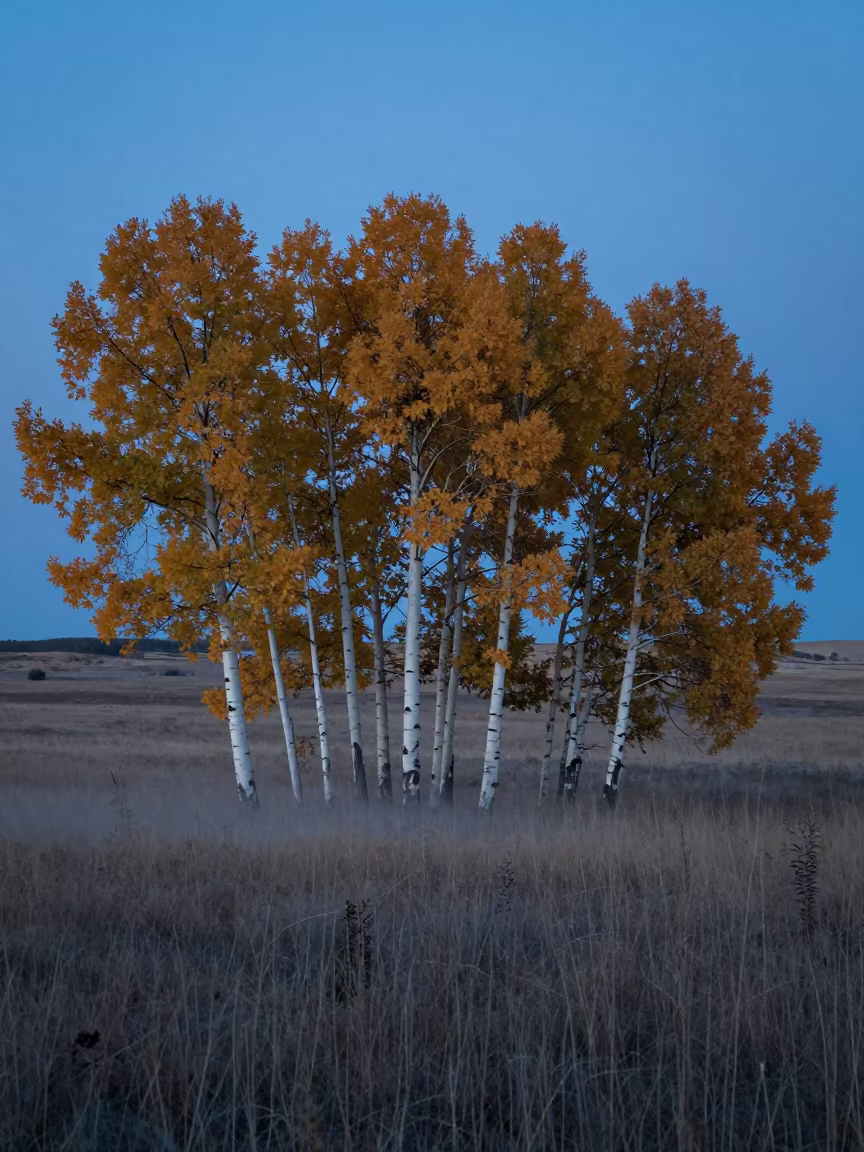 Golden Aspens at Twilight Near Regina in near Regina