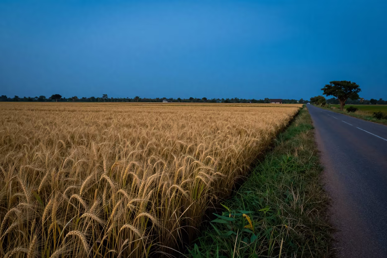 Golden Barley Field Along Rural Road at Twilight in among terraced rice paddies in Gambia
